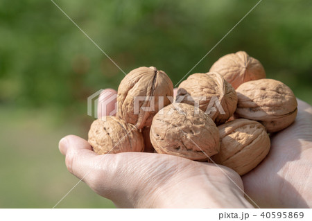 くるみ シナノグルミ 持つ 両手 くるみ シナノグルミ 持つ 両手 40595869