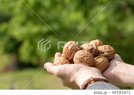 くるみ シナノグルミ 持つ 両手 くるみ シナノグルミ 持つ 両手 40595871