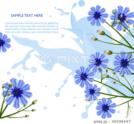 Chamomile blue flowers pattern Vector 40596447