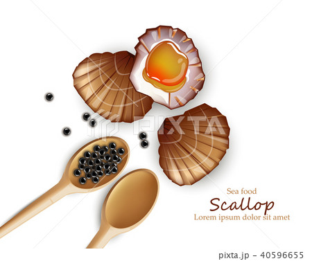 Scallop Vector realistic seafood. Fresh shellfish Scallop Vector realistic seafood. Fresh shellfish 40596655