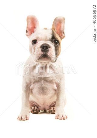Cute almost white french bulldog puppy sitting 40596972