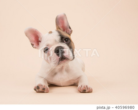 French bulldog puppy lying down French bulldog puppy lying down 40596980