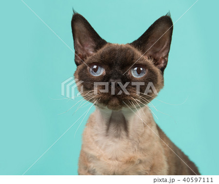 Seal point devon rex cat portrait with bleu eyes Seal point devon rex cat portrait with bleu eyes 40597111