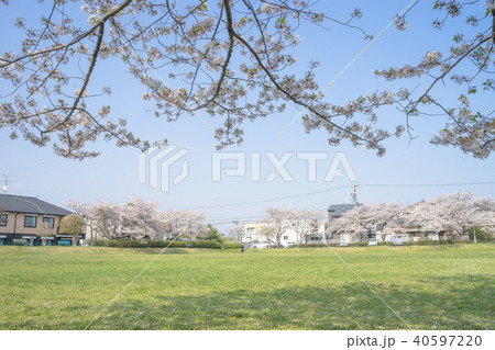西峯田緑地の桜 西峯田緑地の桜 40597220