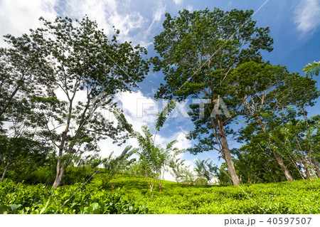 Tea shrubs, trees surrounded by tropical woods. 40597507