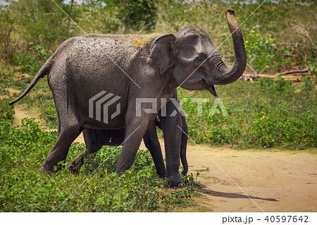 Adult, baby elephants walk in Pinnavala Orphanage. 40597642