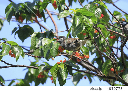 サクランボの実を食べるムクドリ 40597784