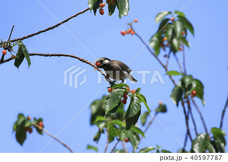 サクランボの実を食べるムクドリ サクランボの実を食べるムクドリ 40597787