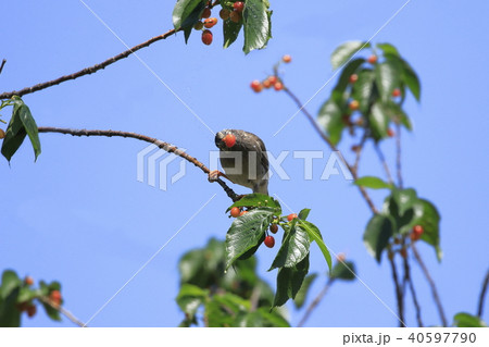 サクランボの実を食べるムクドリ サクランボの実を食べるムクドリ 40597790