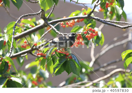 サクランボの実を食べるムクドリ サクランボの実を食べるムクドリ 40597830