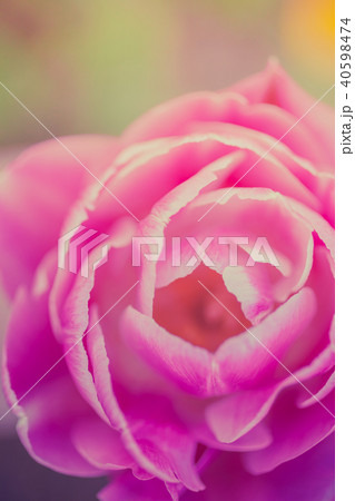 Unique pink tulip flower macro shot 40598474