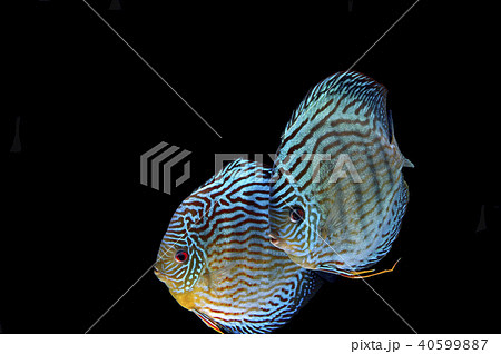 ディスカス ブルーターコイズ