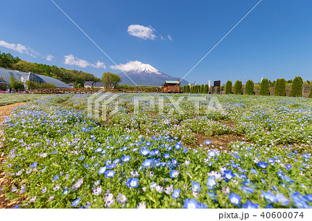 富士山　(5月　花の都公園　快晴　ネモフィラ) 40600074