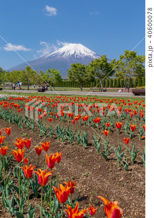 富士山　(5月　花の都公園　快晴　ネモフィラ) 40600078