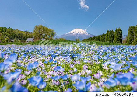 富士山 (5月 花の都公園 快晴 ネモフィラ) 富士山 (5月 花の都公園 快晴 ネモフィラ) 40600097
