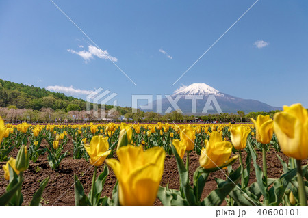 富士山　(5月　花の都公園　快晴　ネモフィラ) 40600101