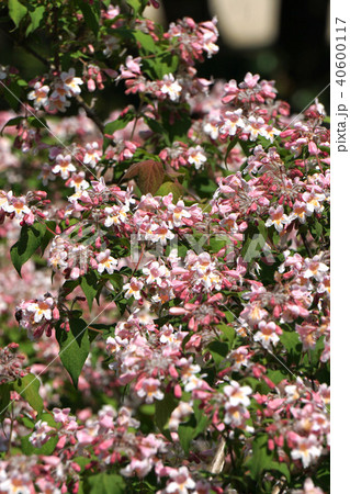 ショウキウツギ 40600117