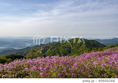 ツツジ ファンメサン 花 40600266