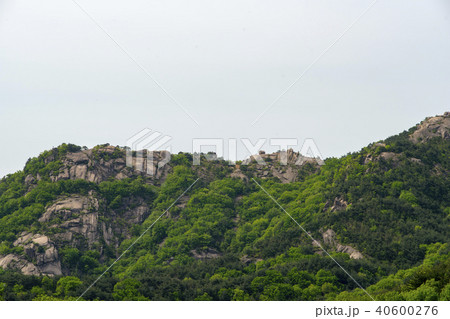 風景 自然 木 40600276