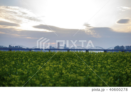 動作大橋 龍山区 漢江 40600278