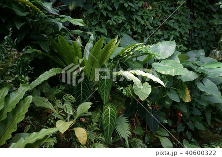 熱帯の植物群4 - Tropical plants4 熱帯の植物群4 - Tropical plants4 40600322