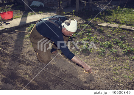 Caucasian man planting onion sets Caucasian man planting onion sets 40600349
