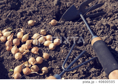 Planting onion sets with hand gardening tools Planting onion sets with hand gardening tools 40600505