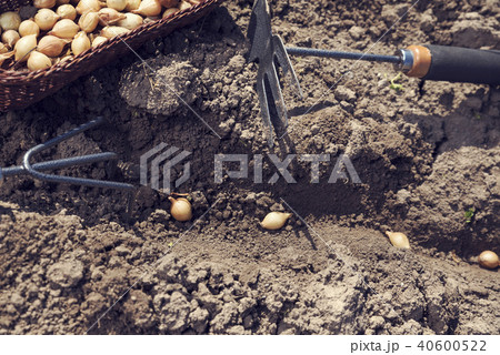 Row plant bedding with onion sets.Gardening tools Row plant bedding with onion sets.Gardening tools 40600522