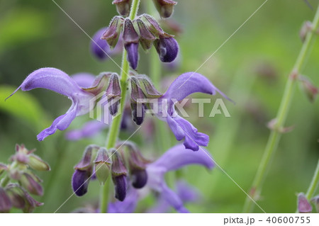 オウゴンの花 オウゴンの花 40600755