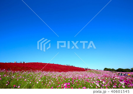 コキア　ひたち海浜公園　茨城県 40601545