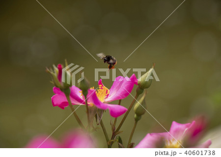 バラの花 40601738