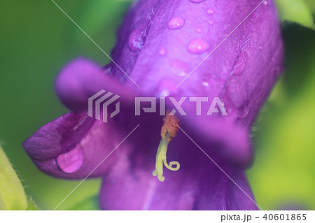 雨上がりのカンパニュラ 雨上がりのカンパニュラ 40601865