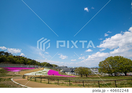 芝桜　本庄早稲田駅　上越山並 40602248