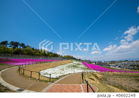 芝桜　本庄早稲田駅　上越山並 40602249