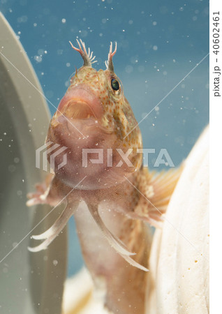 イソギンポ 40602461