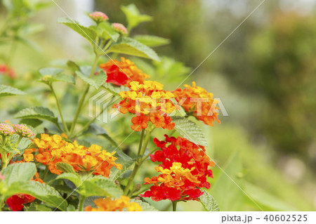 Beautiful Colorful Hedge Flower (Weeping Lantana) Beautiful Colorful Hedge Flower (Weeping Lantana) 40602525