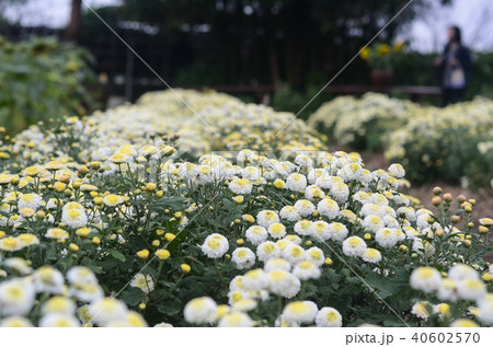 白菊 白い菊 しらぎく 40602570