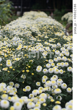 白菊 白い菊 しらぎく 40602586