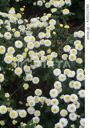 白菊 白い菊 しらぎく 40602590