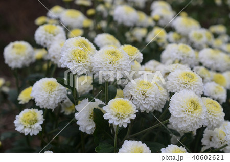 白菊 白い菊 しらぎく 40602621