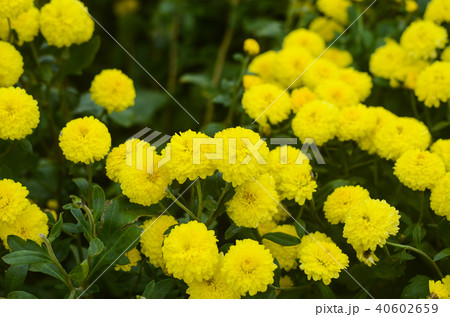 白菊 白い菊 しらぎく 40602659