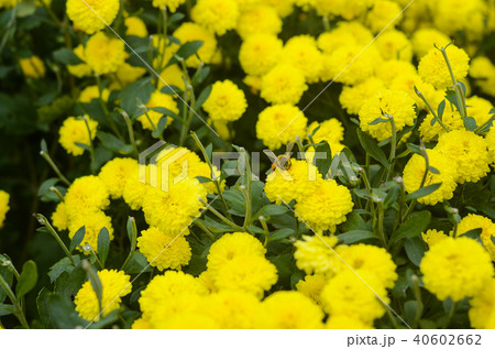 白菊 白い菊 しらぎく 40602662
