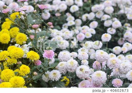 白菊 白い菊 しらぎく 40602673