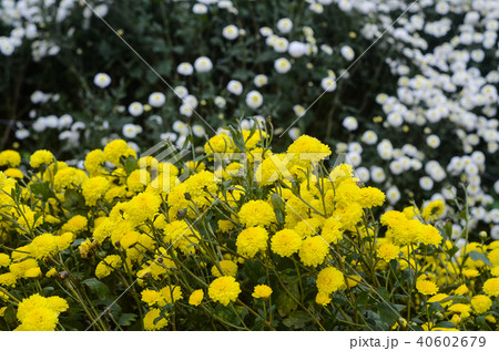 白菊 白い菊 しらぎく 40602679
