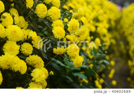 白菊 白い菊 しらぎく 40602689