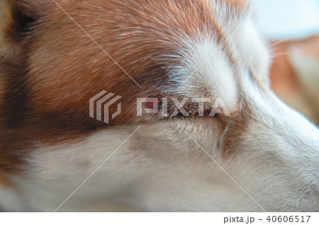 Husky dog with a wound over his eye. 40606517