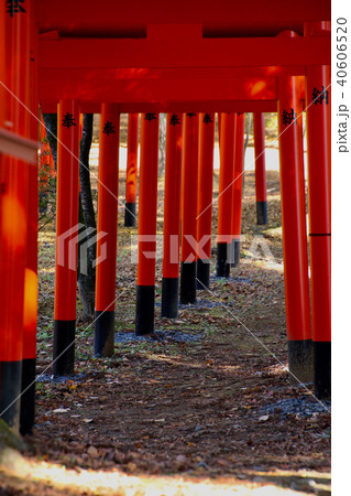 秋の須賀川牡丹園・鳥居(福島県・須賀川市) 秋の須賀川牡丹園・鳥居(福島県・須賀川市) 40606520