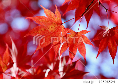 秋の須賀川牡丹園(福島県・須賀川市) 秋の須賀川牡丹園(福島県・須賀川市) 40606524