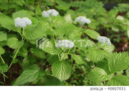 小紫陽花 小紫陽花 40607031