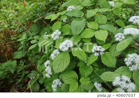 小紫陽花 40607037